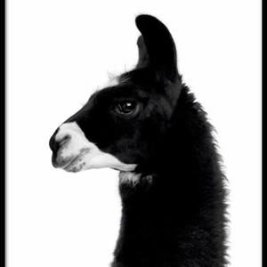 Meet your Posher, Ka